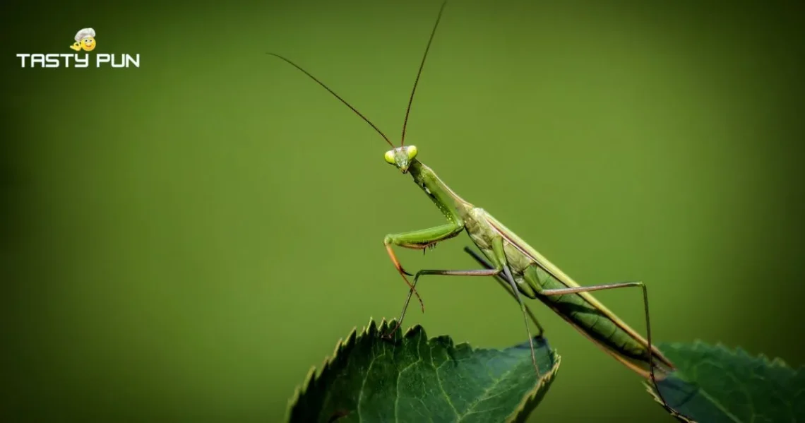 Mantis Puns and Jokes