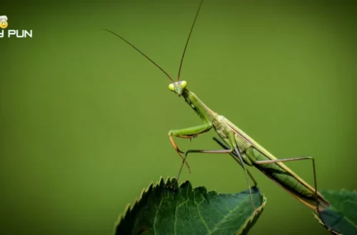 Mantis Puns and Jokes