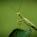 Mantis Puns and Jokes