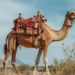Camel Puns And Jokes