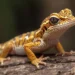 Gecko Puns & Jokes
