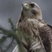 Hawk Puns And Jokes