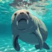 Manatee Puns & Jokes