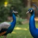 Peacock Puns & Jokes