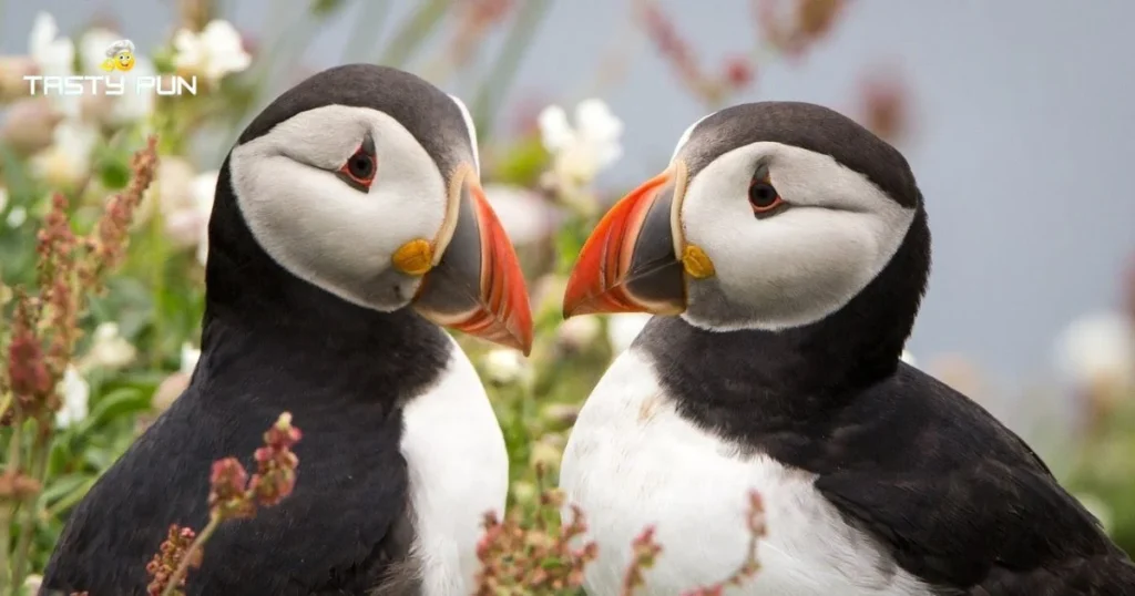 Puffin Pick Up Lines