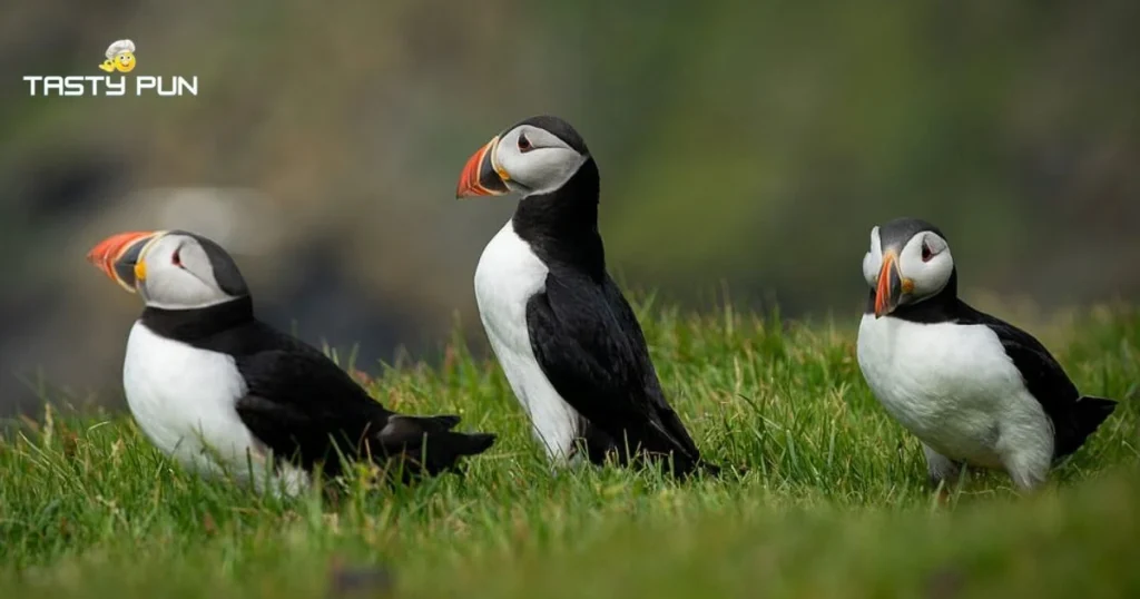 Short Puffin Puns
