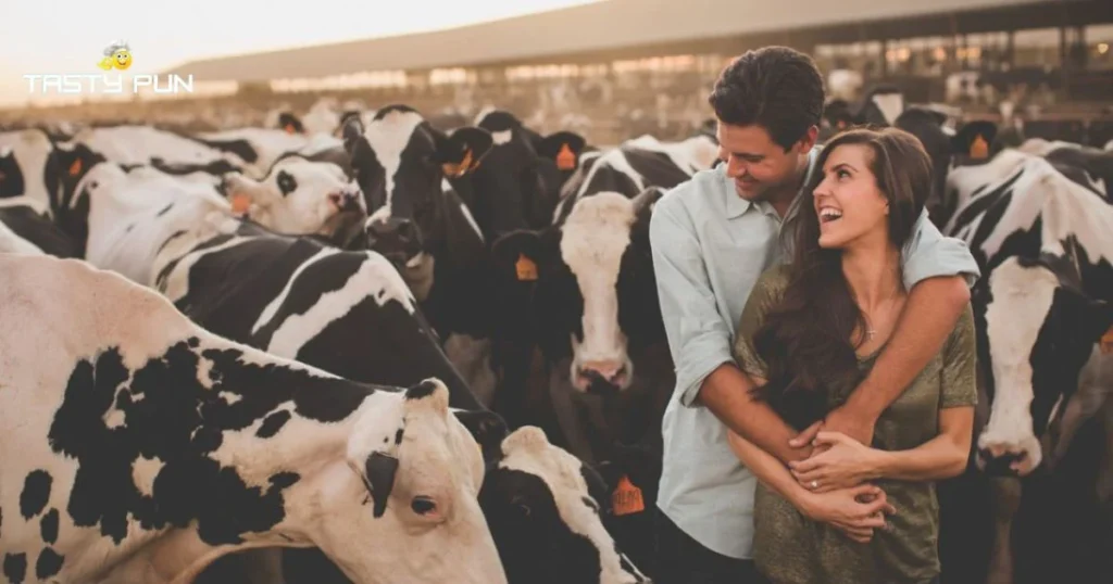 Romantic Cow Pick Up